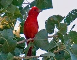 Check spelling or type a new query. What Birds Have Red Heads 17 Kinds With Photos What Birds Are In My Backyard