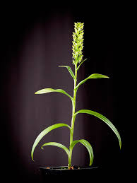 Image result for Habenaria mosambicensis