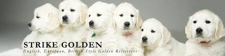 Check spelling or type a new query. Strike Golden English European British Style Golden Retrievers