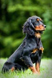 Black And Tan Show Cocker Spaniel Puppy Pin On Cocker Spaniels