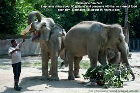 Zoo taiping & night safari. Zoo Taiping Night Safari Zoo Taiping Night Safari