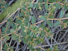 Image result for Euphorbia inaequilatera