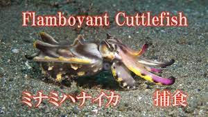 体色ギラギラ七変化 ミナミハナイカ 捕食シーンあり Flamboyant Cuttlefish - YouTube