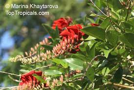 Image result for Erythrina fusca