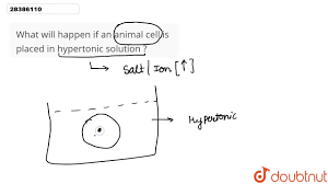 Check spelling or type a new query. What Will Happen If An Animal Cell Is Placed In Hypertonic Solution Youtube