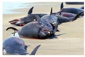 images?q=tbn:ANd9GcQtRM1tOAHa9SFElBK-Dr3Y6MFULc2su5ZmAYHyPZxPo1DK8__o