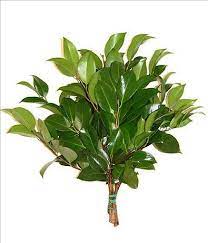 Camelia Foliage Foliage August Flowers Front Yard Plants
