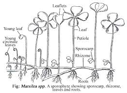 Image result for Marsilea