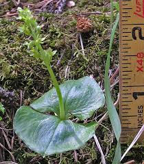 Image result for Nesaea cordata