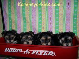 Home > texas > fort worth, tx. Karen S Yorkies Yorkie Puppies For Sale Yorky Breeder We Have Many Yorky Puppies Yorkie Puppy Yorky Puppies Teacup Yorkies Yorkshire Terrier