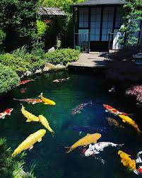 Check spelling or type a new query. Pin On Koi