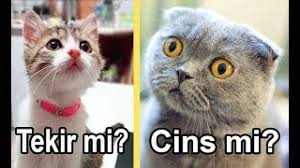 Almak istiyorsan ya yavrullar biraradayken seyredip karar vericen ya da kısmet ne çıkarsa diye gireceksin.bence doğru seçenek kısmet ne çıkarsa olmalı. Scottish Kedi Mi Sokak Kedisi Mi Kedi Sahiplenmeden Once Mutlaka Izle Youtube