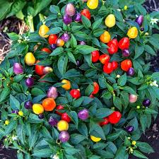 Image result for Capsicum annuum