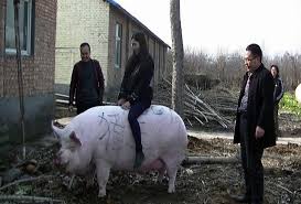 Pigs are a source of porkchops and can be equipped with a saddle to be driven. Hog News Giant Pigs Size Of Polar Bears Being Bred In China Bloomberg