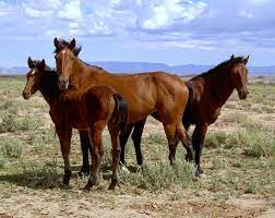 Sweethearts Of The West A Horse Is A Horse Breeds Common In The Old West