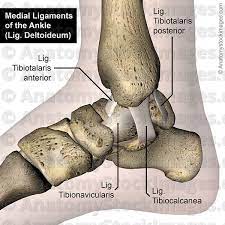 Anatomy Stock Images Ankle Ligaments Lateral Ligament Ligamentum Tibiofibulare Anterius Inferius Talofibulare Calcaneofibulare Calcaneus Talus Tib