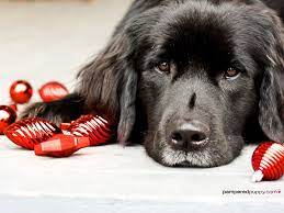 Dogs Wallpaper Newfoundland And Christmas Bulbs Dog Christmas Pictures Animal Photography Dogs Christmas Dog