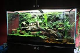 Paludarium For Poison Dart Frogs Frog Terrarium Dart Frog Terrarium Vivarium