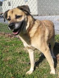Nice folks that work here and great rescue group, georgia humane, that bring their foster dogs to adopt. 22 Best Atlanta Humane Society Dogs Ideas Humane Society Dogs Humane Society Dogs