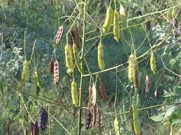 Image result for Sesbania macrantha