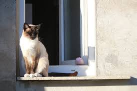 Bree 10.11.2016 for the cat name bree its a cute name for a cat because it is purrfect.and it is a very cute name for a female and kittens. The Best Cool Cat Names For 2019 The Dog People By Rover Com