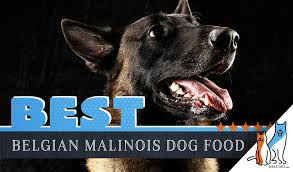 9 Best Belgian Malinois Dog Foods Plus Top Brands For