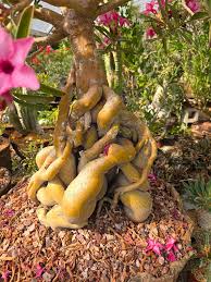 Image result for Adenium swazicum