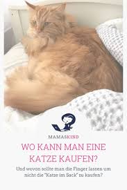 Katzen trinkbrunnen, trinkbrunnen für hunde : Darauf Kannst Du Beim Katzen Kauf Achten Mamaskind De