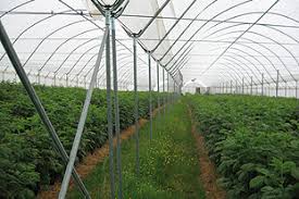 Will i be able to build my own polytunnel? Polytunnels Horticulture Week
