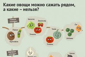 Poryadok Na Gryadkah Kakie Rasteniya Nesovmestimy Drug S Drugom Infografika Pamyatka Infografika Aif Krasnodar