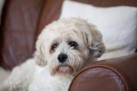 Teddy bear dogs are high end, designer dogs that are quite popular in america. Teddy Bear Dogs For Sale Near Me Cheap Online
