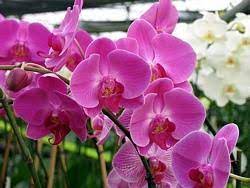 Orchid Flower Meaning In Urdu Best Flower Wallpaper