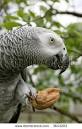 2 parrots 1 nut size