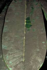 Image result for sooty mould