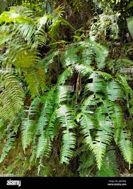 Image result for Dicranopteris elegantula