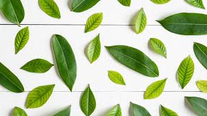 Select from premium green light white background of the highest quality. Wallpaper Green Leaves White Background 3840x2160 Uhd 4k Picture Image