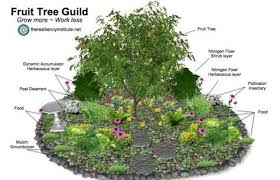 Stacking Functions Increasing Yields Decreasing Labor With Multi Function Elements Fruit Tree Garden Permaculture Gardening Food Forest Garden