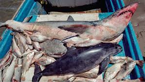 The rapidly declining vaquita population. Can Captive Breeding Save Mexico S Vaquita Science