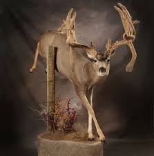 Check out our deer antler display selection for the very best in unique or custom, handmade pieces from our shops. 15 Creative Deer Mount Ideas To Inspire You Outdoorhub