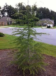 Check spelling or type a new query. Deodar Cedar Growing Differently Walter Reeves The Georgia Gardener