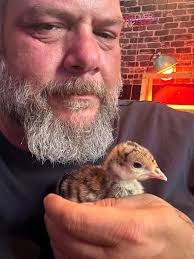 What the chicken lady is responsible for