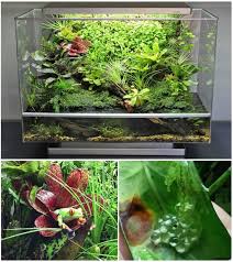 Biopod Genie Vivarium Terrarium Plantes Grenouilles Ecosysteme Frog Terrarium Aquascape Aquarium Plant Design