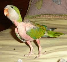 Baby Bird With No Feathers Adopt Jake On Petfinder My Animal Parrot Feather Animals