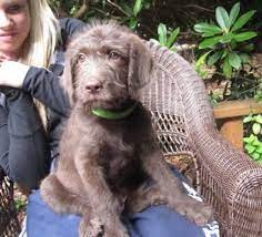 F1 labradoodle puppies near me. F1 Labradoodle Puppies Summer 2013 Litter Mini Aussiedoodles And Australian Labradoodle Puppies Best Aussiedoodle Breeders In Washington State Portland Oregon