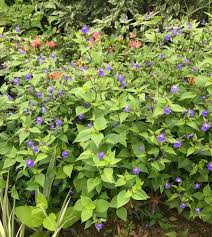 Image result for Browallia americana