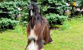 A guide to big dogs that don't shed. 40 Dog Breeds That Don T Shed A Lot For Hypoallergenic Owners