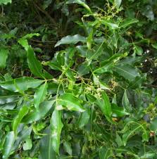 Image result for Searsia rogersii