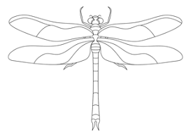 We did not find results for: Create Unique Dragonfly Drawings How To Draw Cartoons