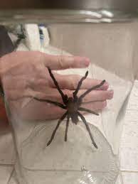 Maybe you would like to learn more about one of these? What Type Of Spider Is This Found In Basement In Northern Utah Wolf Spider Utah Tarantula