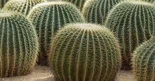How long does it take for the soil to dry out completely? Desert Glamour On Your Windowsill Cactus Succulents